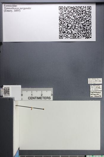 Media type: image;   Entomology 541453
